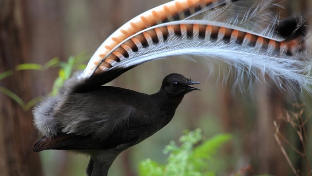 Where Can You See Lyrebirds in Their Habitat? Lyrebirds 3